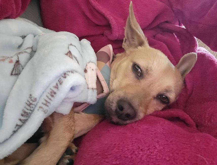 Annie, a Adopted Chihuahua in San Diego, CA image 1/3