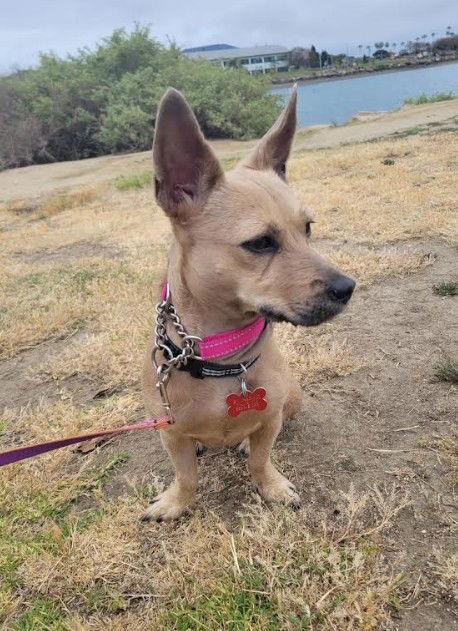 Annie, a Adopted Chihuahua in San Diego, CA image 2/3