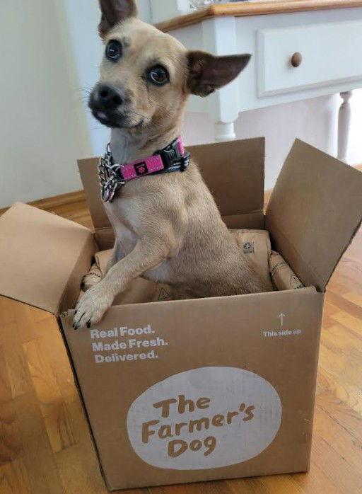 Annie, a Adopted Chihuahua in San Diego, CA image 3/3