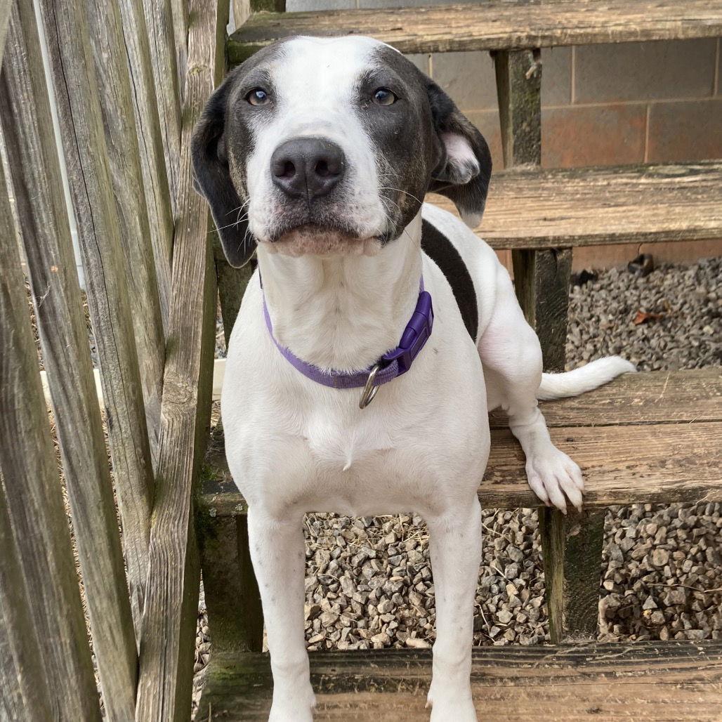 Elliot, Adoptable, Young Female Labrador Retriever & Hound.