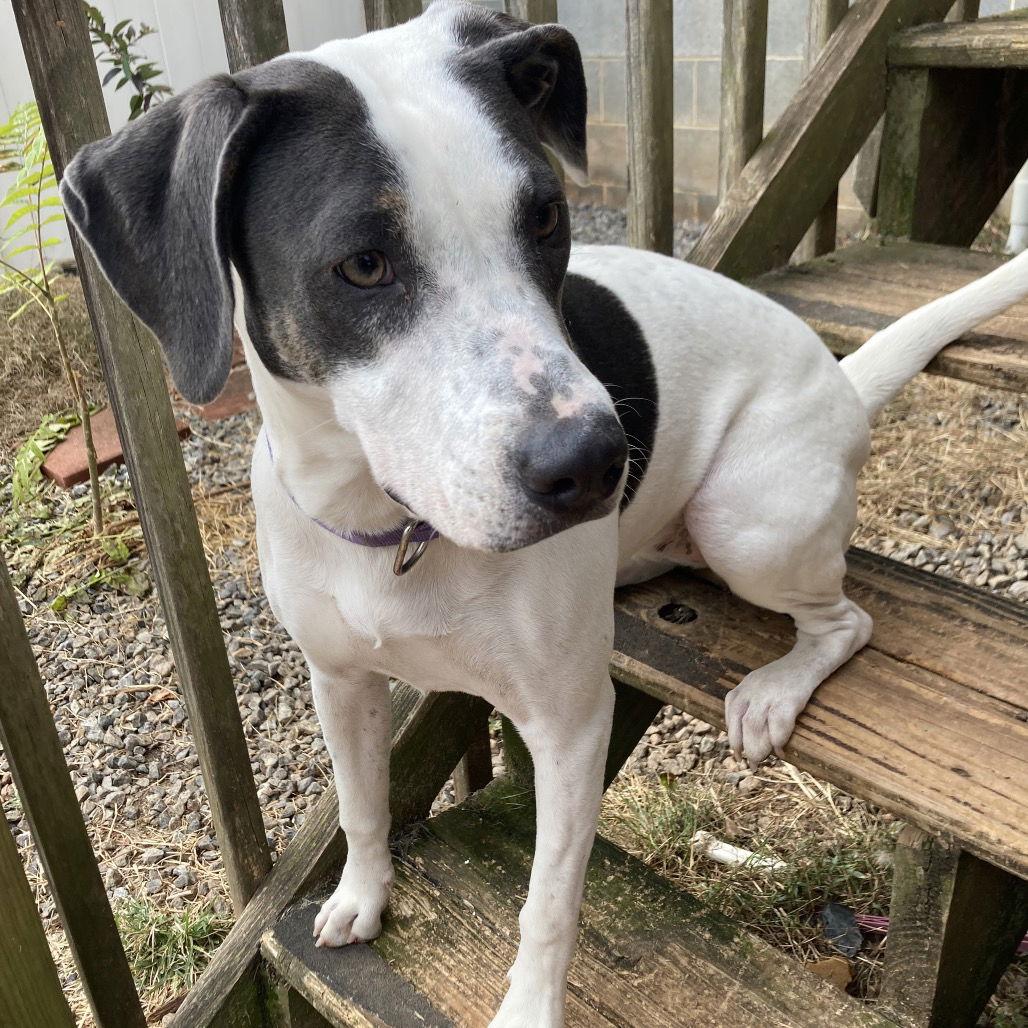 Elliot, a Adoptable mixed breed in Chatham, VA image 2/2