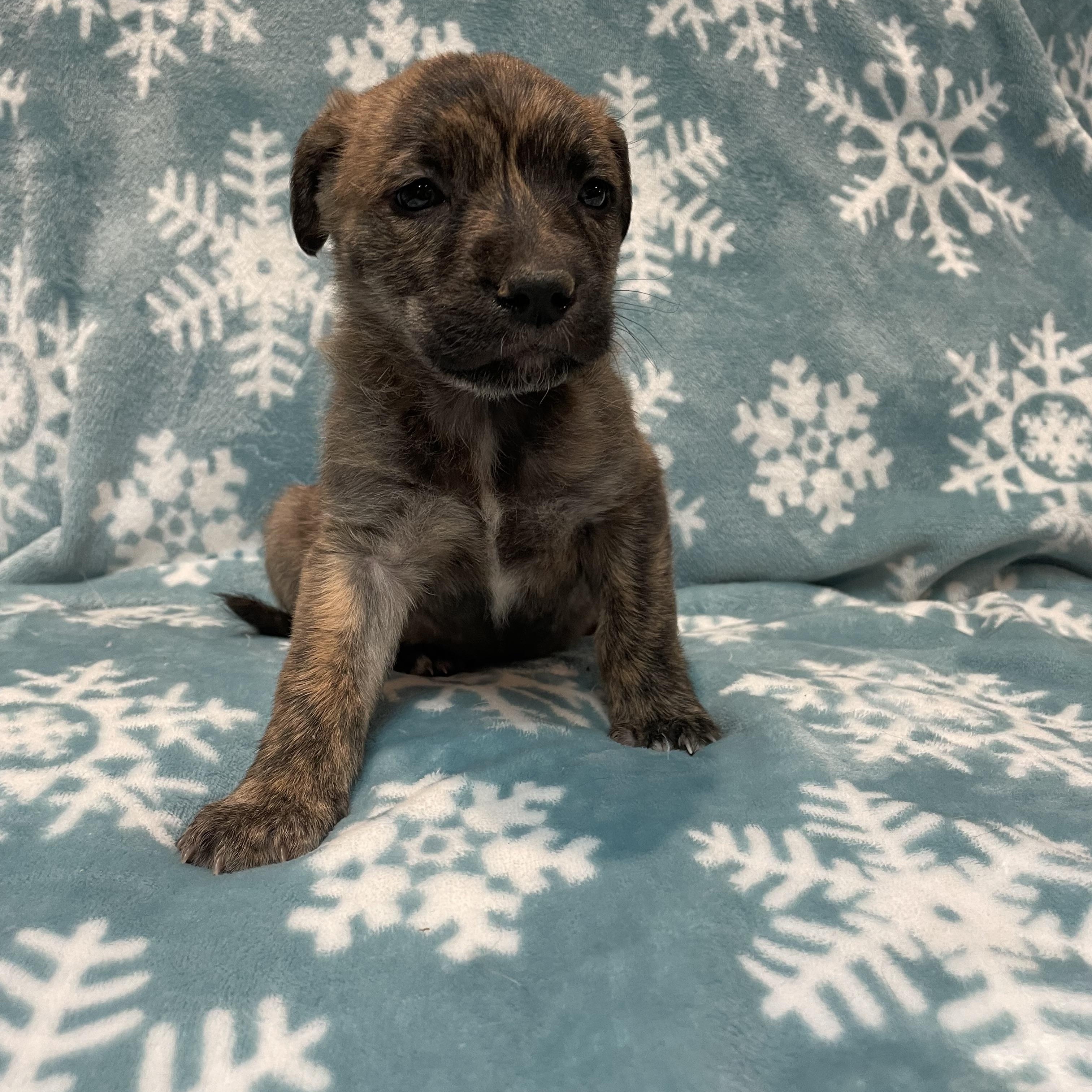Enlarge Angel, an adoptable mixed breed in Greensboro, NC image 1/1