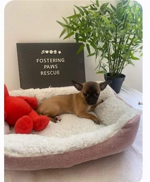 Rosey, Adopted, Puppy Female Jack Russell Terrier & Chihuahua.