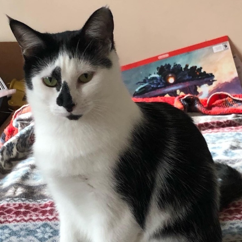 Grace, Adopted, Adult Female Domestic Short Hair.