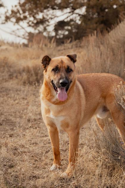 Teddy, ADOPTABLE, Adult Male Mixed Breed.