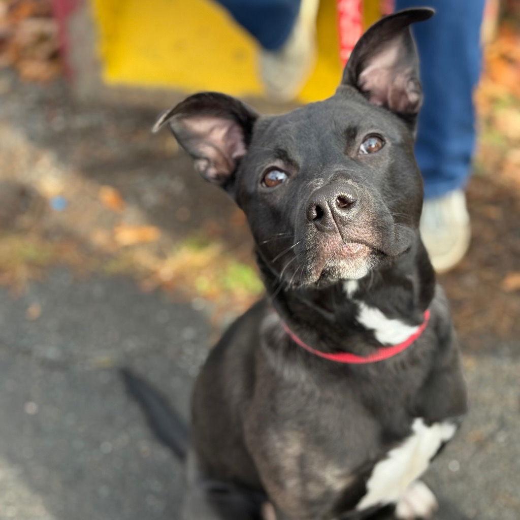 Solo, Adoptable, Young Male Labrador Retriever & Terrier.
