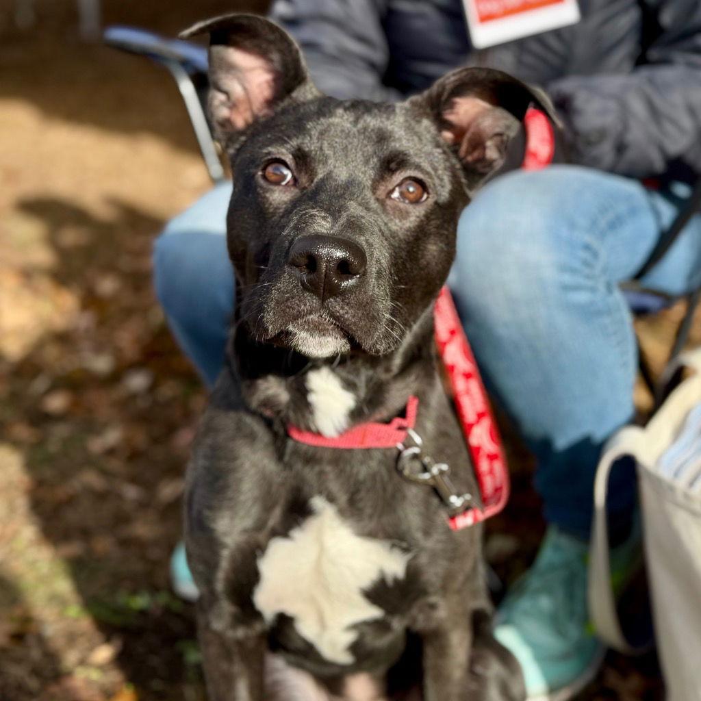 Enlarge Solo, a Adoptable mixed breed in Bloomfield, CT image 1/3