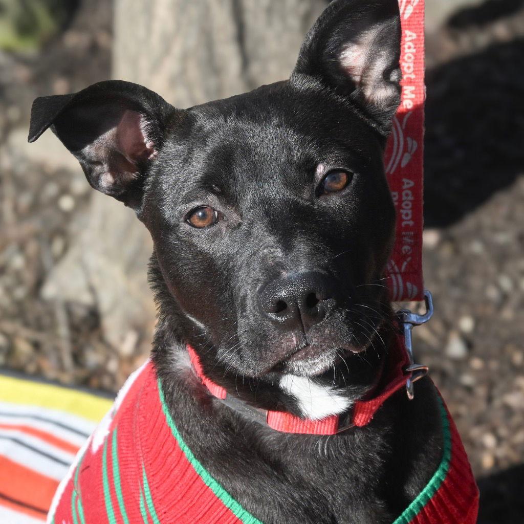 Enlarge Solo, a Adoptable mixed breed in Bloomfield, CT image 2/3