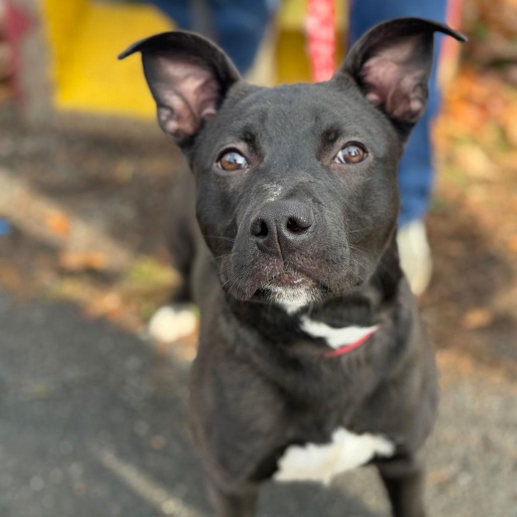 Enlarge Solo, a Adoptable mixed breed in Bloomfield, CT image 3/3