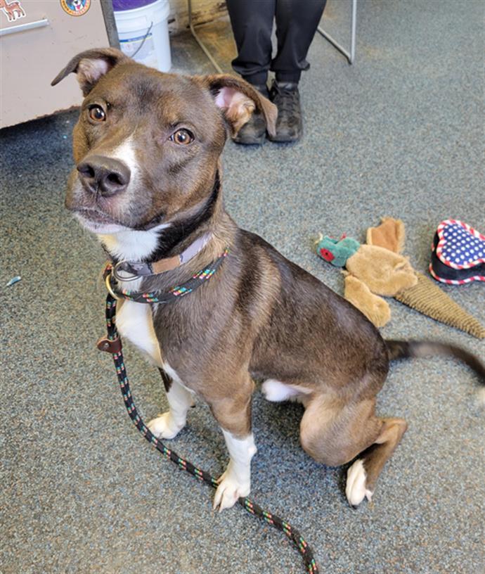 WARREN, Adoptable, Young Male Pit Bull Terrier & Mixed Breed.
