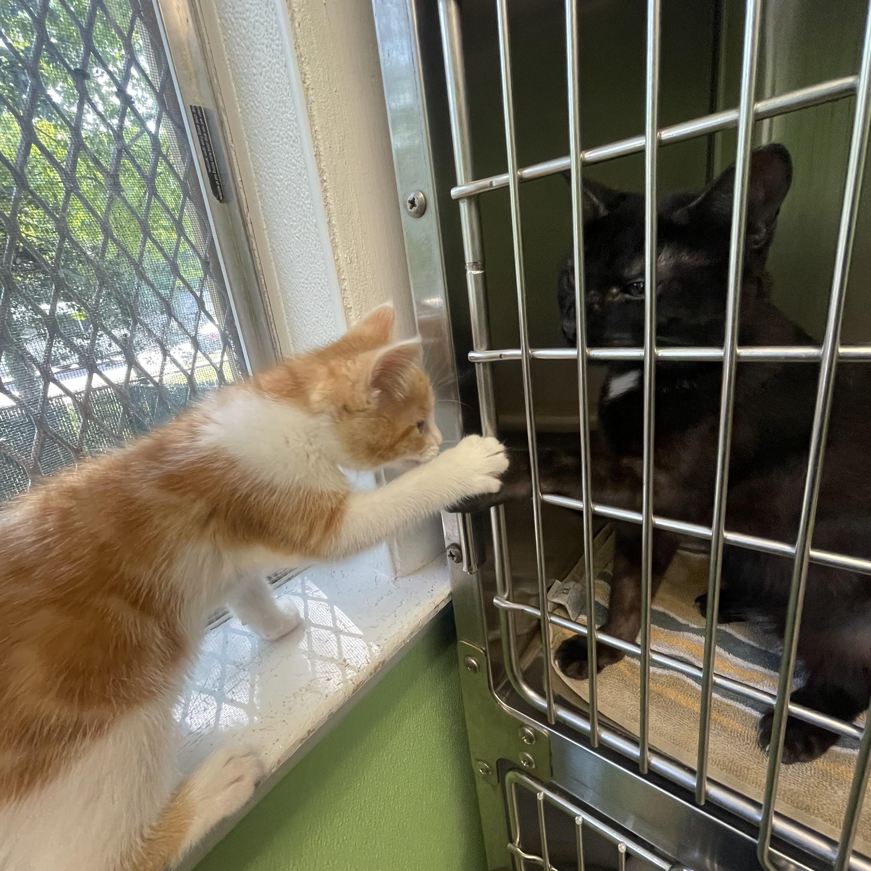 Enlarge Sienna, a Adoptable mixed breed in Greenbelt, MD image 6/6