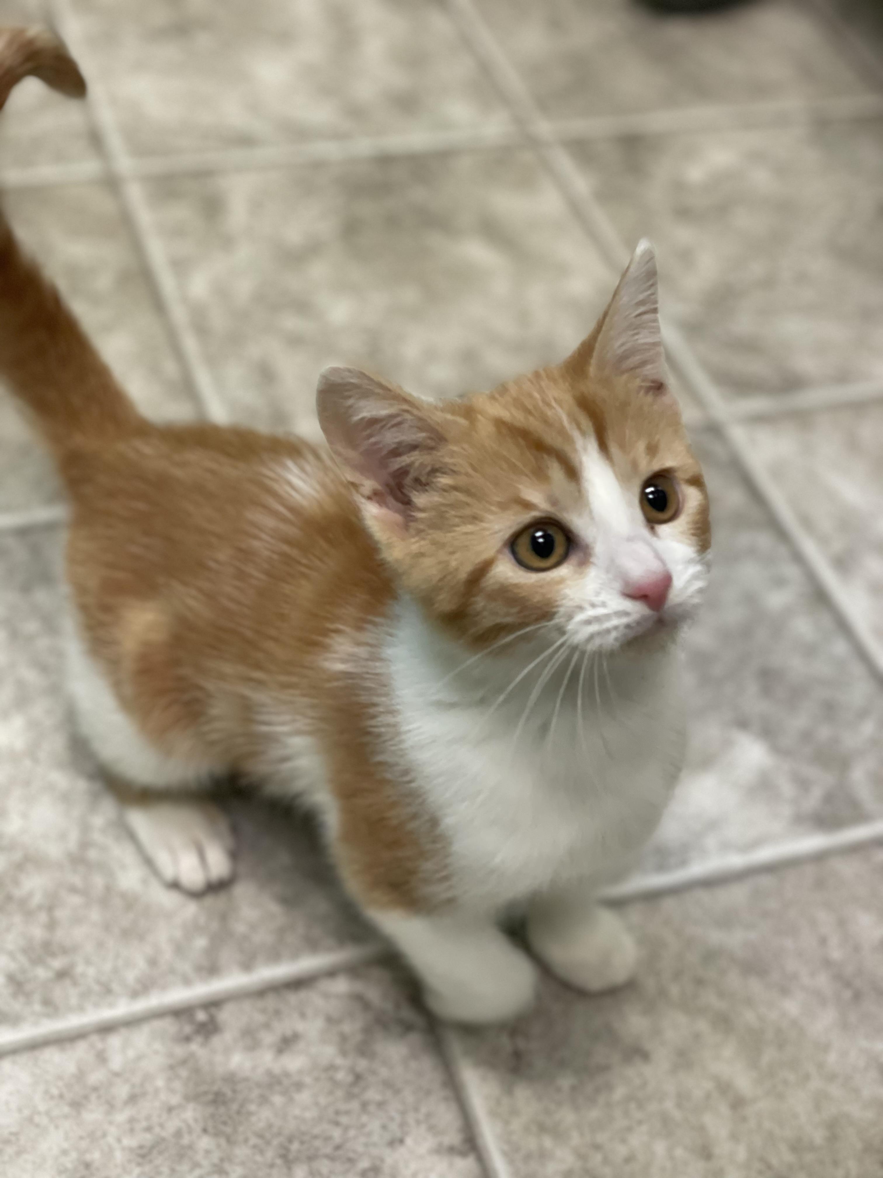 Sienna, Adoptable, Kitten Female Domestic Short Hair.