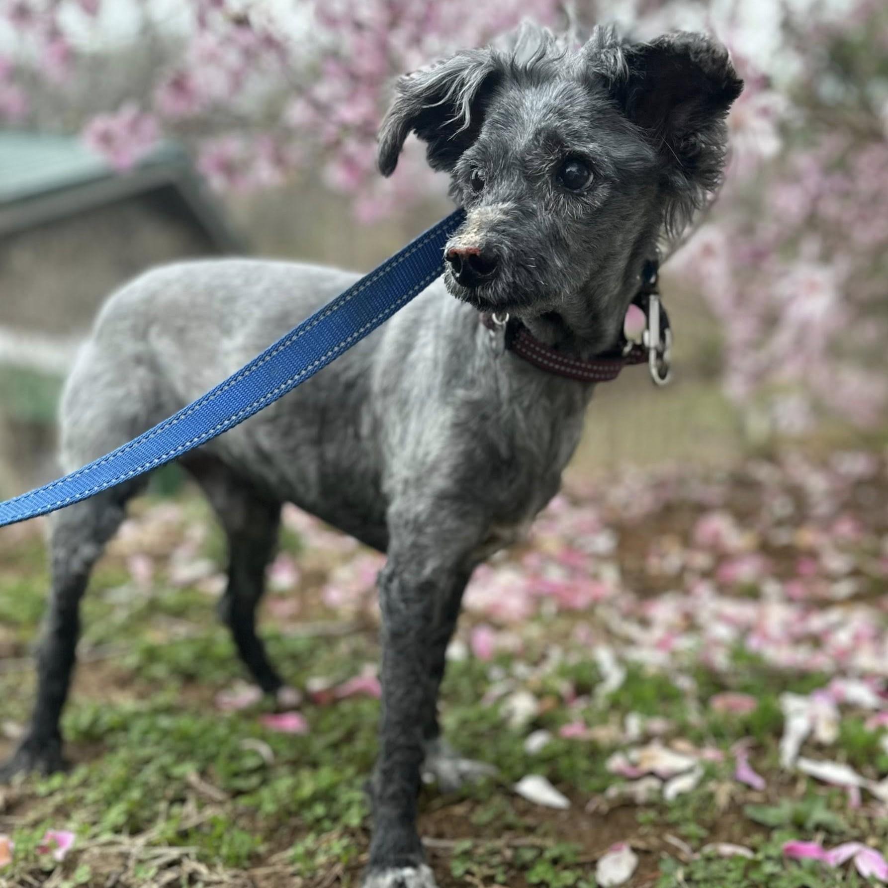 Digger, a Adoptable mixed breed in Phoenixville, PA image 5/6