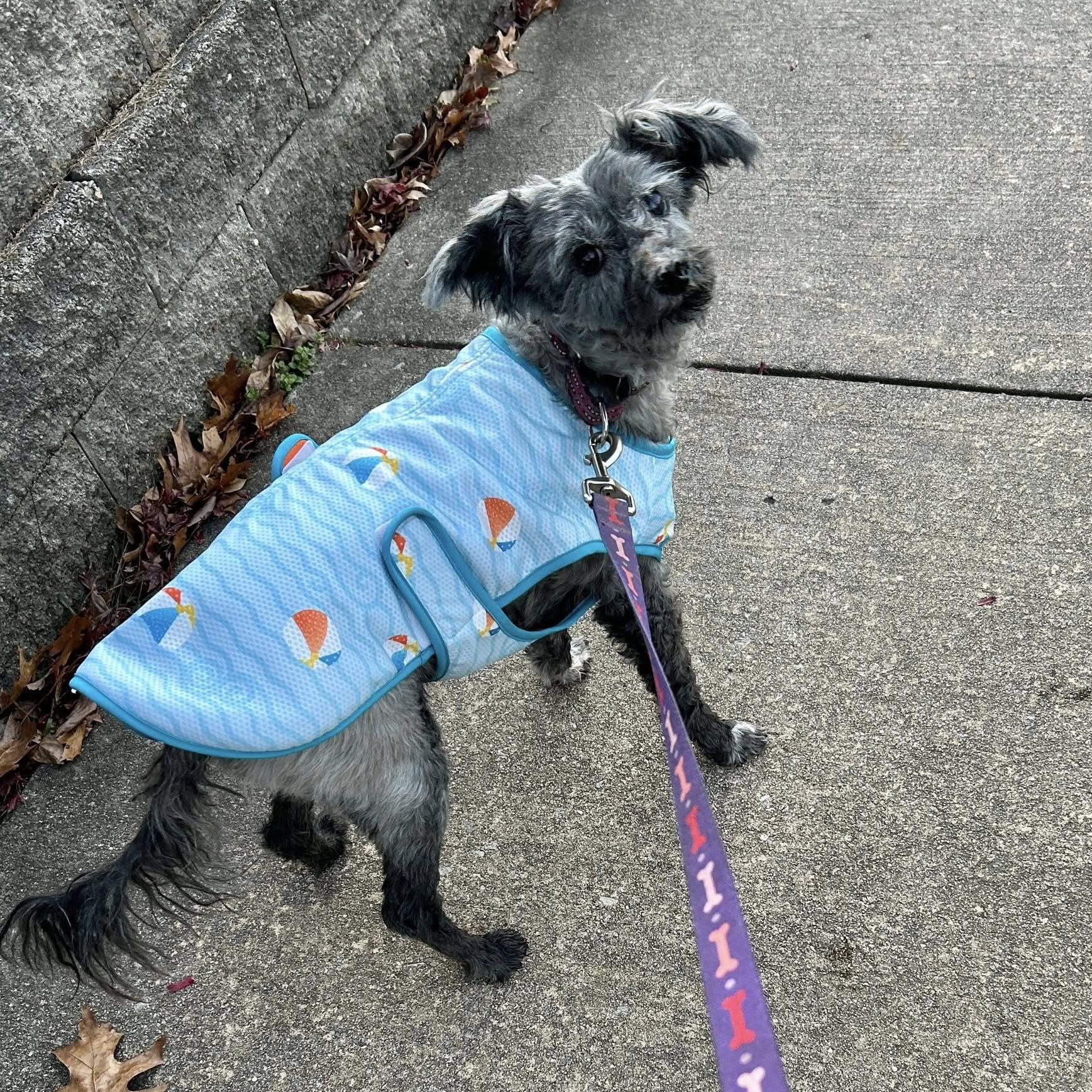 Digger, a Adoptable mixed breed in Phoenixville, PA image 1/6
