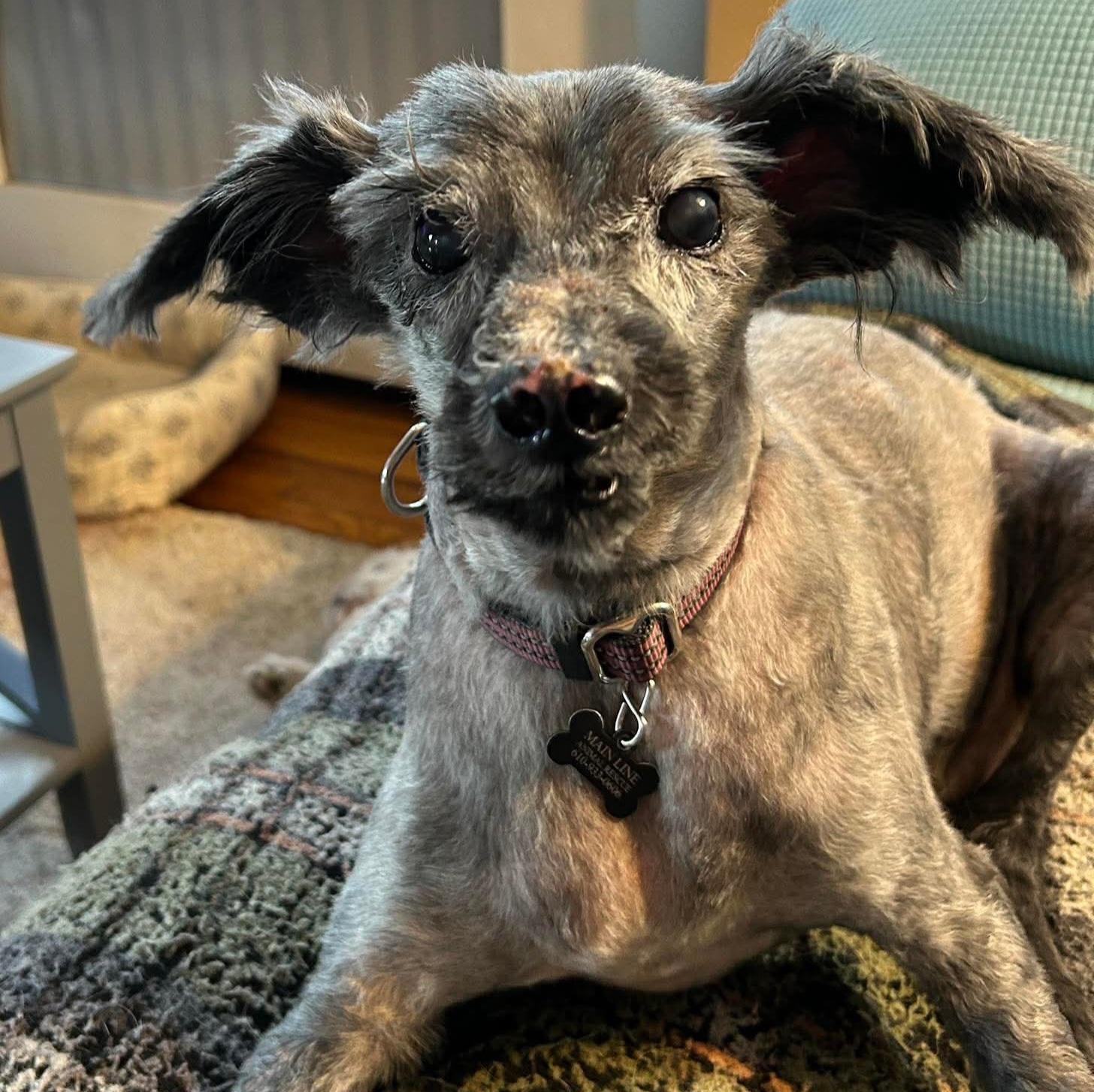 Digger, Adoptable, Senior Male Terrier & Poodle.