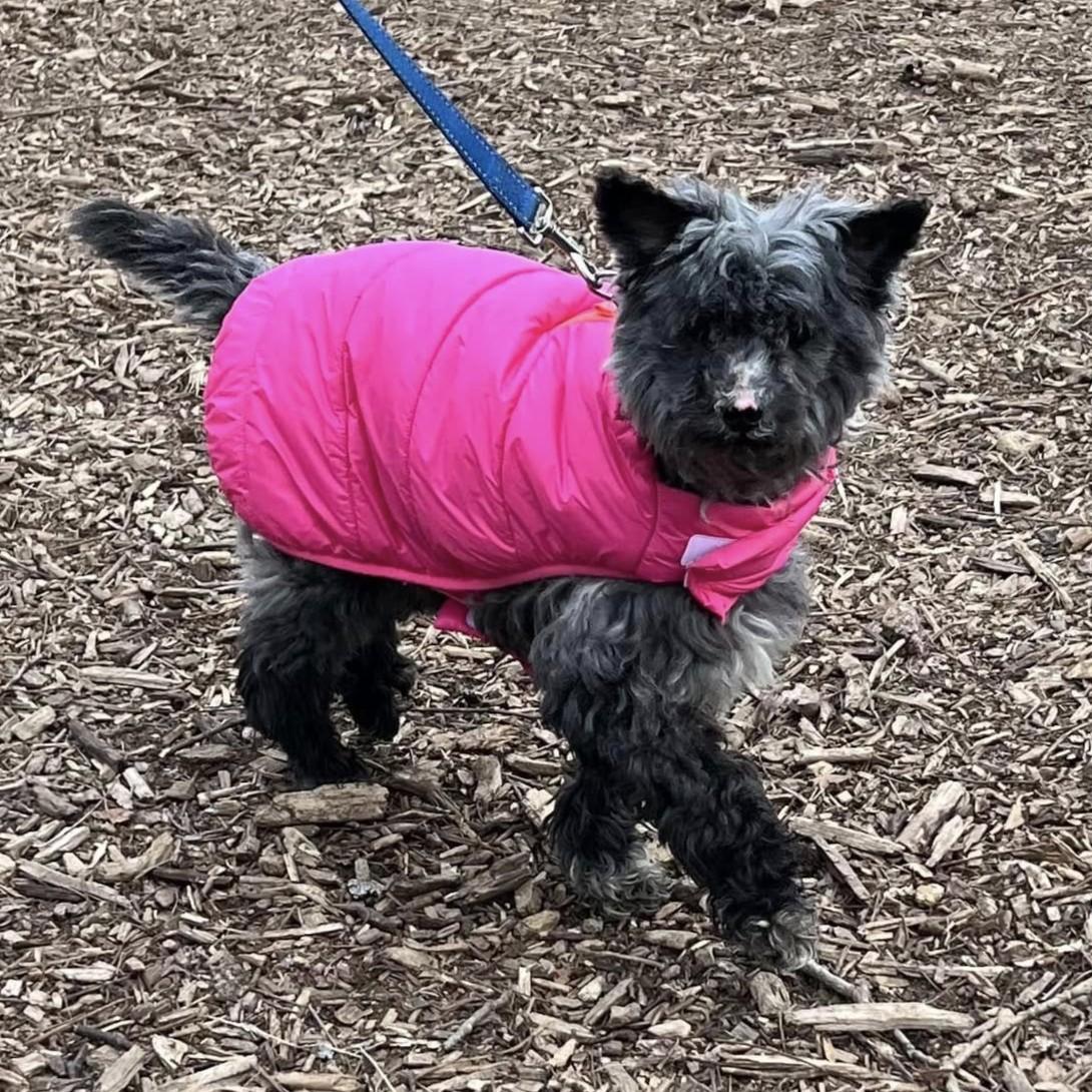 Digger, a Adoptable mixed breed in Phoenixville, PA image 6/6