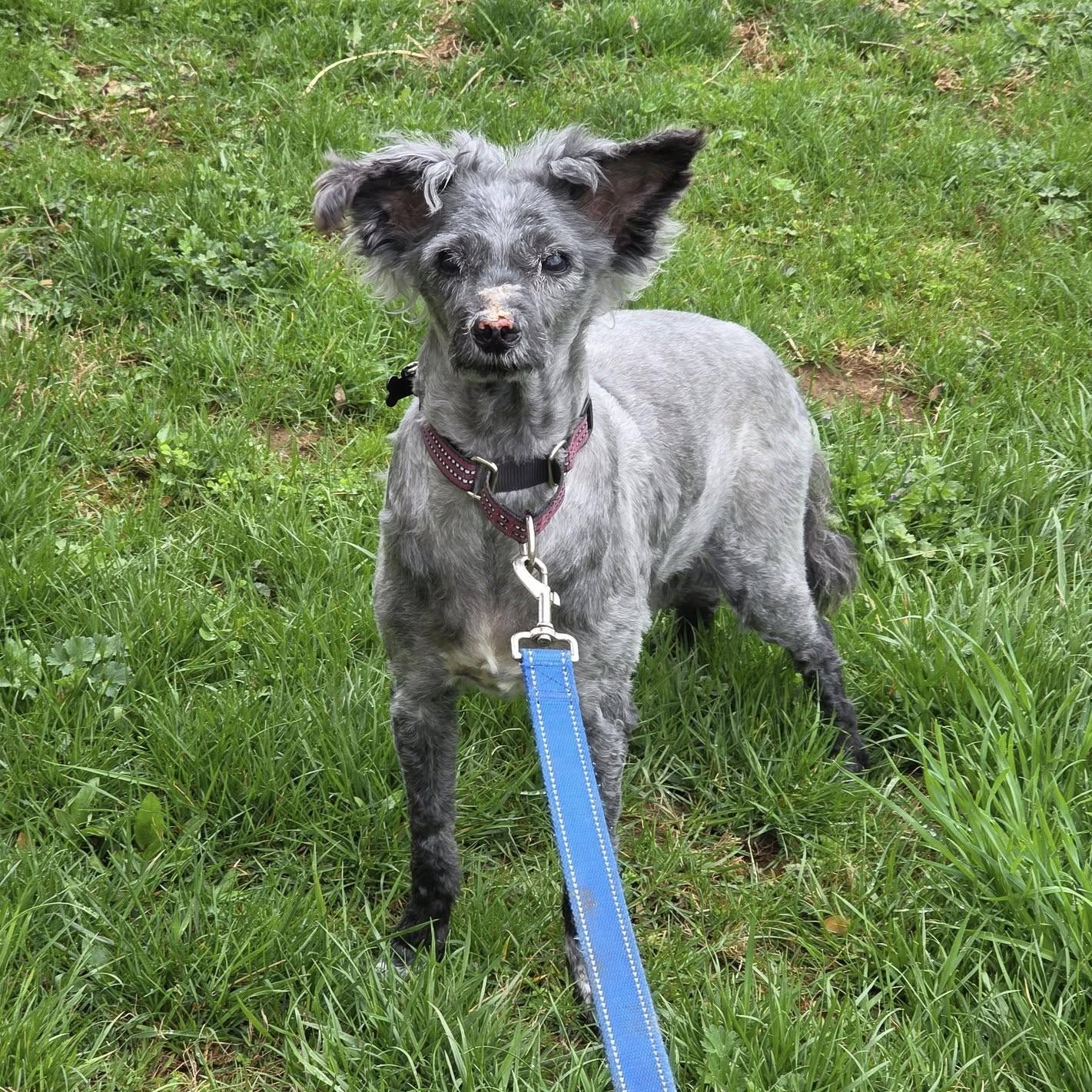 Digger, a Adoptable mixed breed in Phoenixville, PA image 4/6
