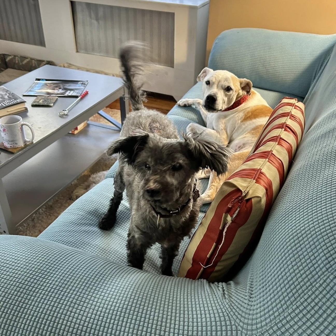 Digger, a Adoptable mixed breed in Phoenixville, PA image 2/6