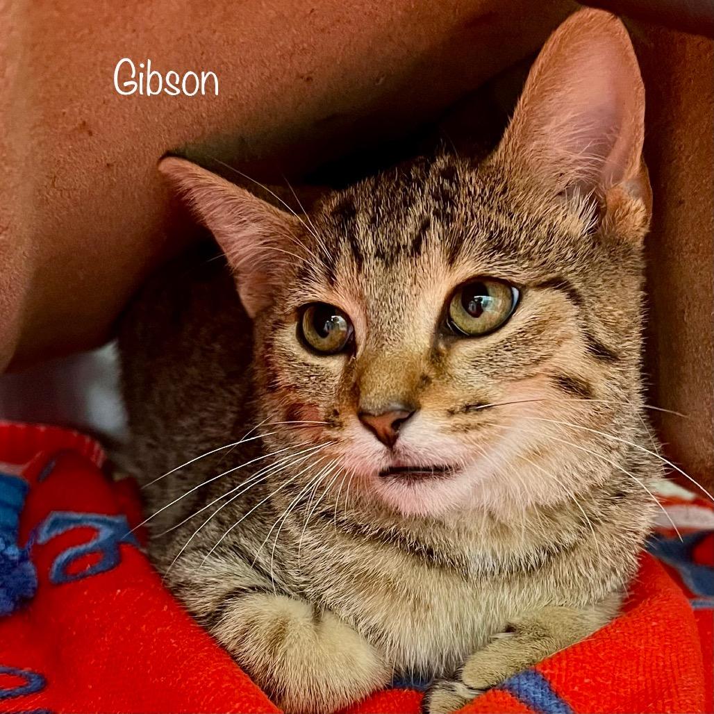 Gibson, a Adoptable mixed breed in Madisonville, TN image 2/3