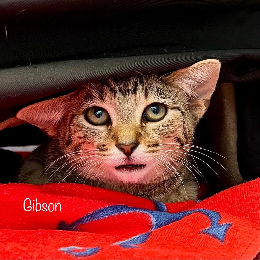 Gibson, a Adoptable mixed breed in Madisonville, TN image 3/3