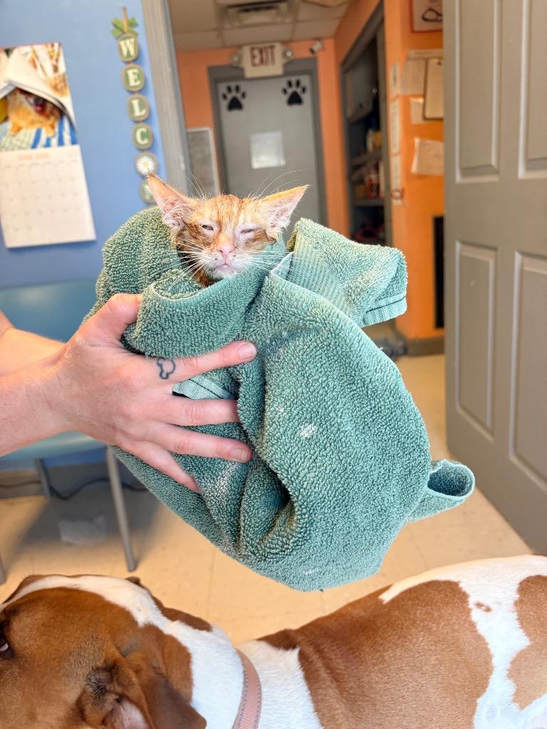 Southerland 4, Adoptable, Kitten Female Domestic Short Hair.