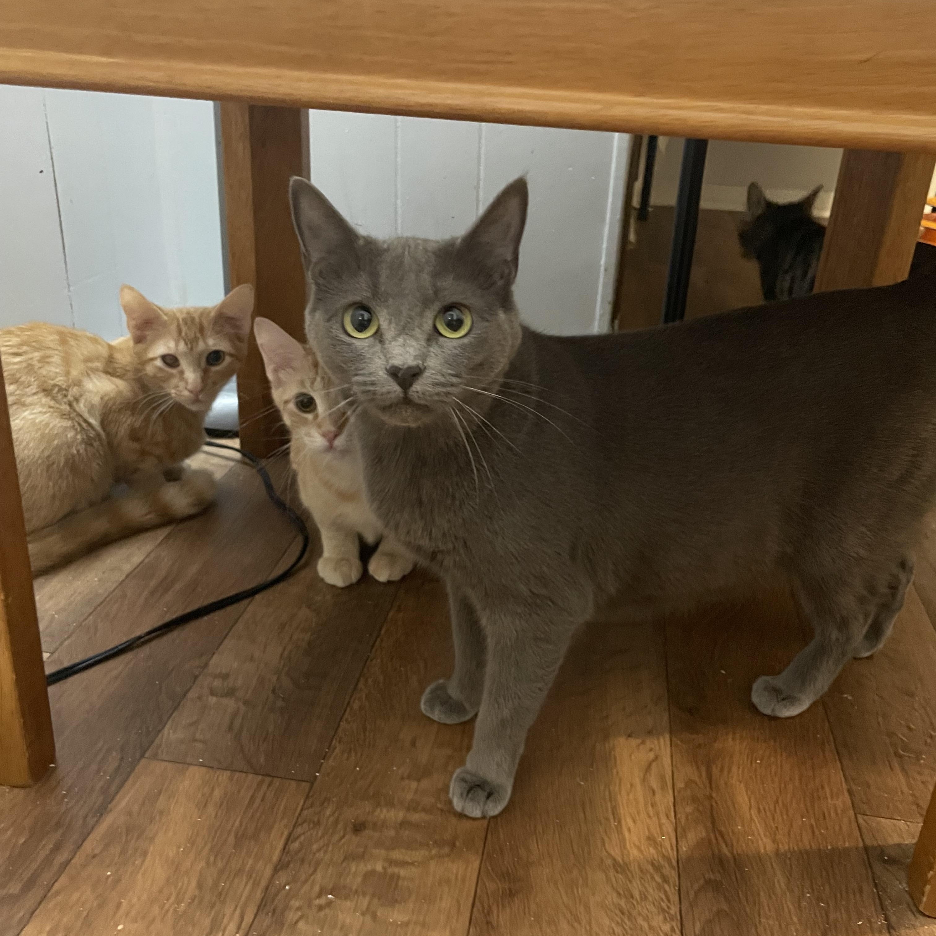 Enlarge Missy, a Adoptable Domestic Short Hair in Port Wentworth, GA image 1/2