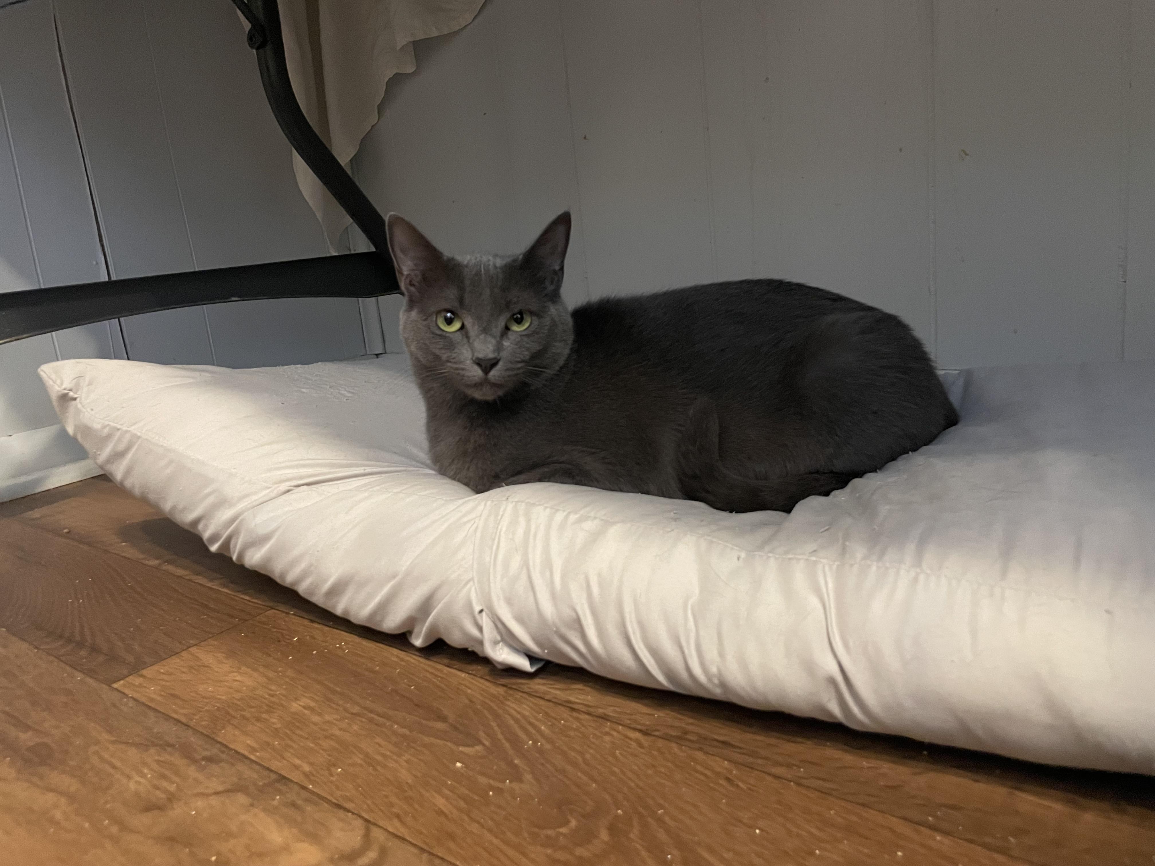 Enlarge Missy, a Adoptable Domestic Short Hair in Port Wentworth, GA image 2/2