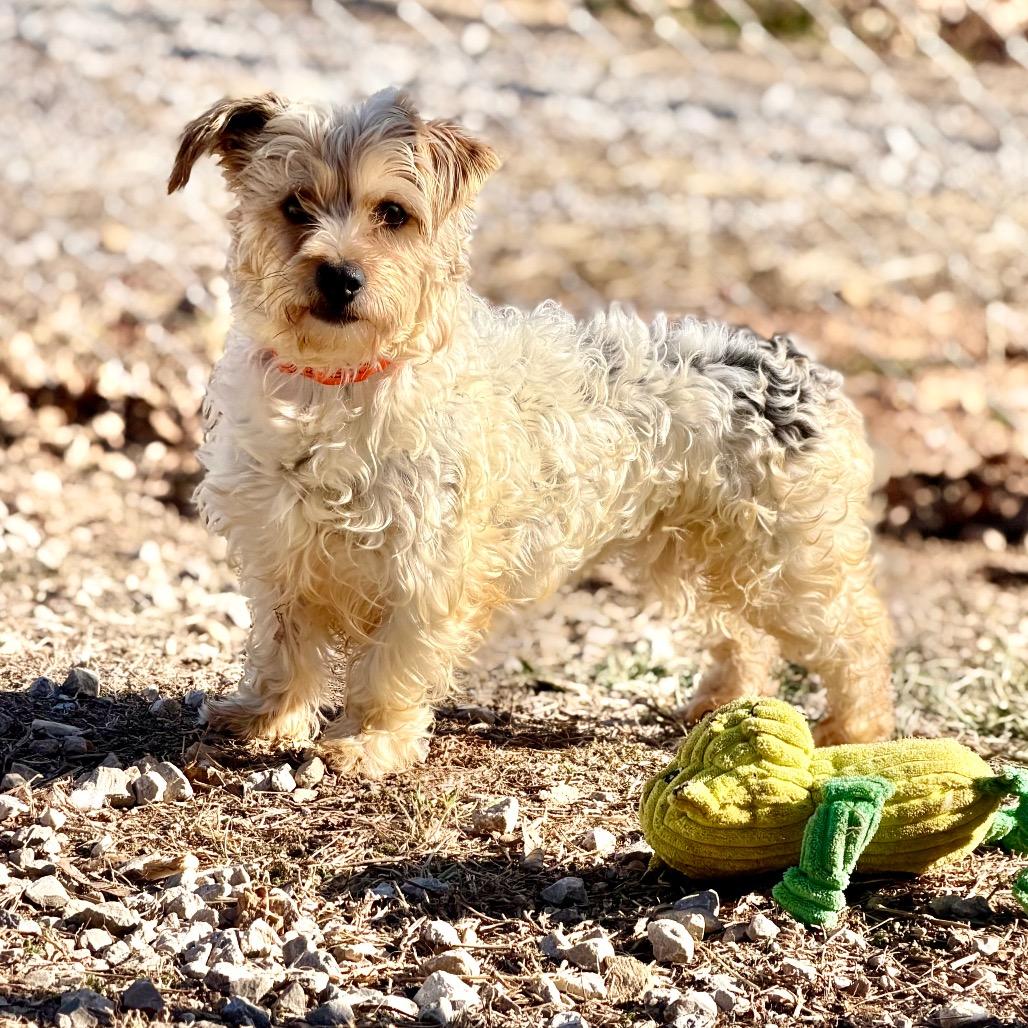 Enlarge Checkers (JA26-95), a Adoptable mixed breed in Peyton, CO image 1/5