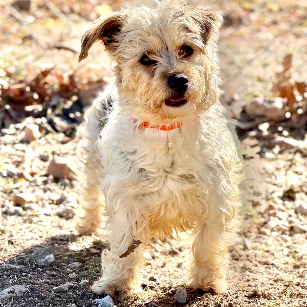 Enlarge Checkers (JA26-95), a Adoptable mixed breed in Peyton, CO image 2/5