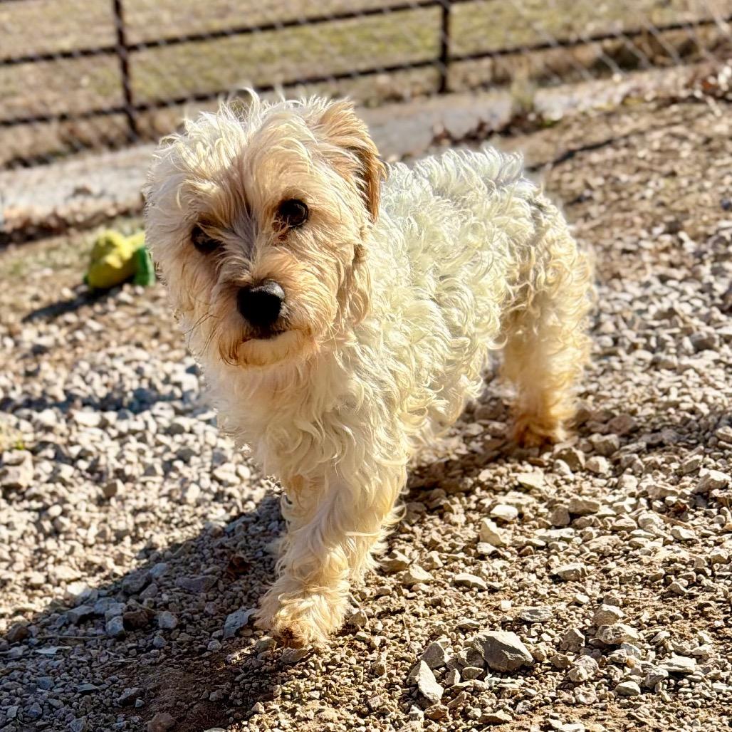 Enlarge Checkers (JA26-95), a Adoptable mixed breed in Peyton, CO image 3/5