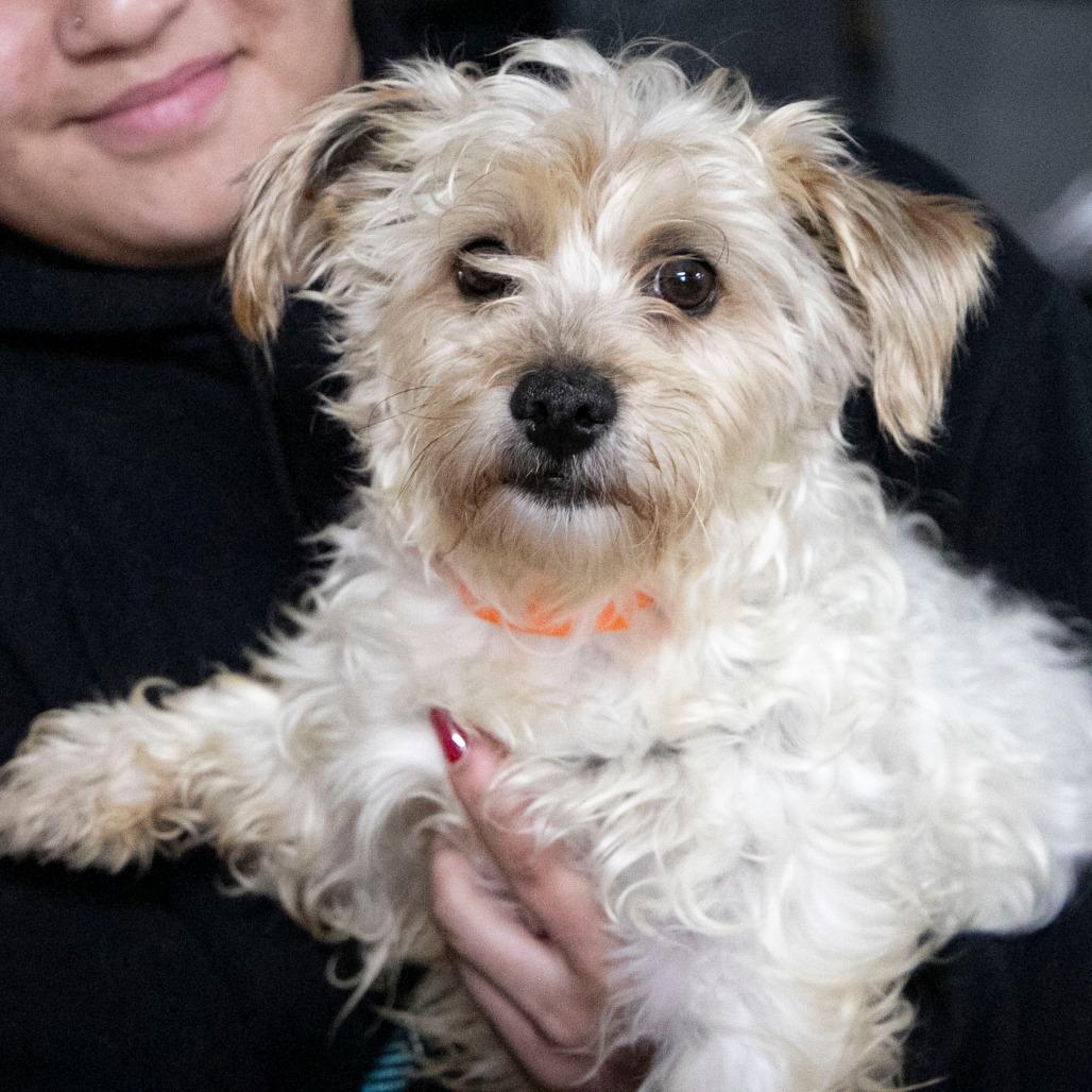 Enlarge Checkers (JA26-95), a Adoptable mixed breed in Peyton, CO image 4/5