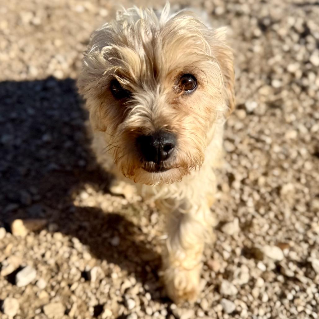 Enlarge Checkers (JA26-95), a Adoptable mixed breed in Peyton, CO image 5/5