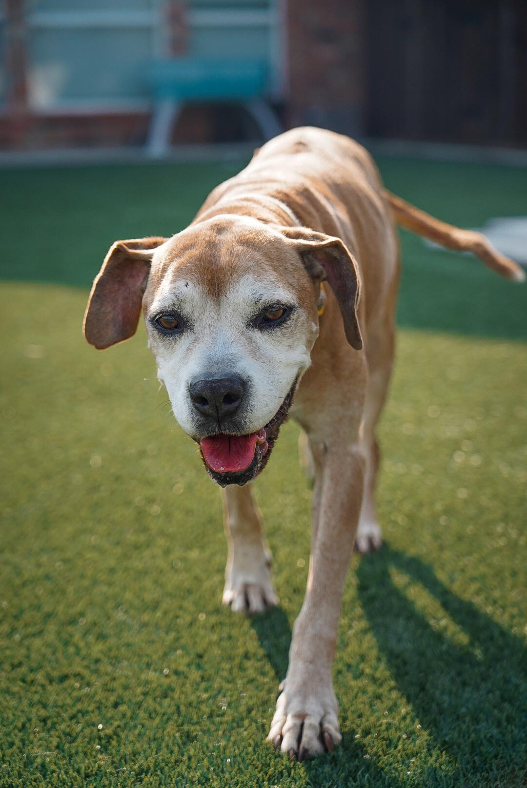 Enlarge Goldie, a Adoptable mixed breed in Mckinney, TX image 1/6