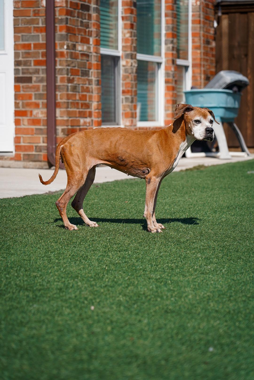 Enlarge Goldie, a Adoptable mixed breed in Mckinney, TX image 2/6