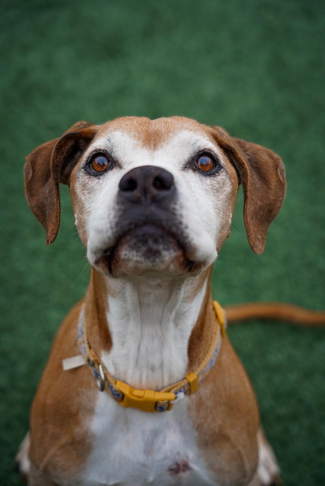 Enlarge Goldie, a Adoptable mixed breed in Mckinney, TX image 3/6