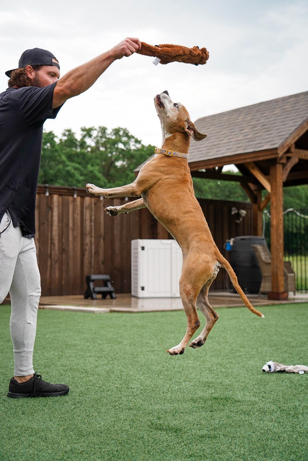 Enlarge Goldie, a Adoptable mixed breed in Mckinney, TX image 4/6
