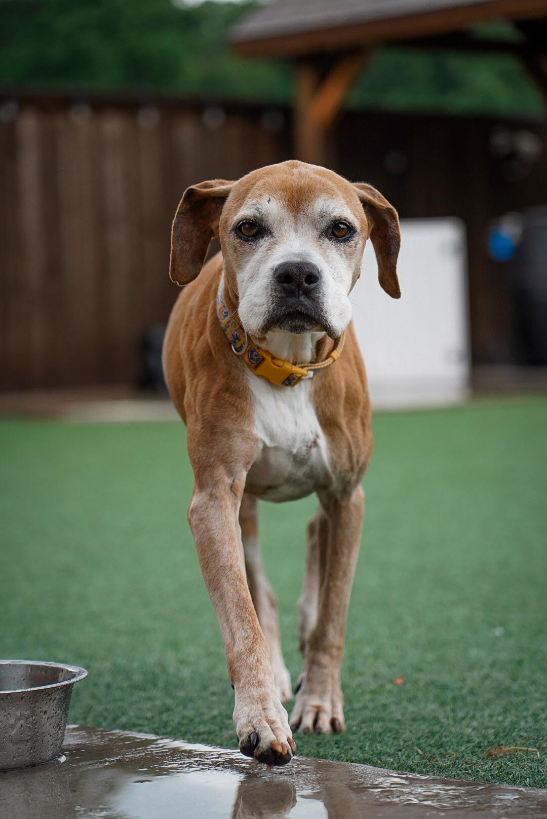 Enlarge Goldie, a Adoptable mixed breed in Mckinney, TX image 5/6