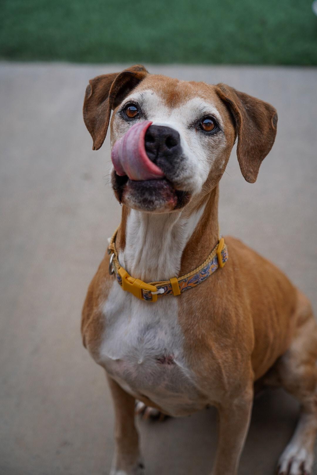 Enlarge Goldie, a Adoptable mixed breed in Mckinney, TX image 6/6