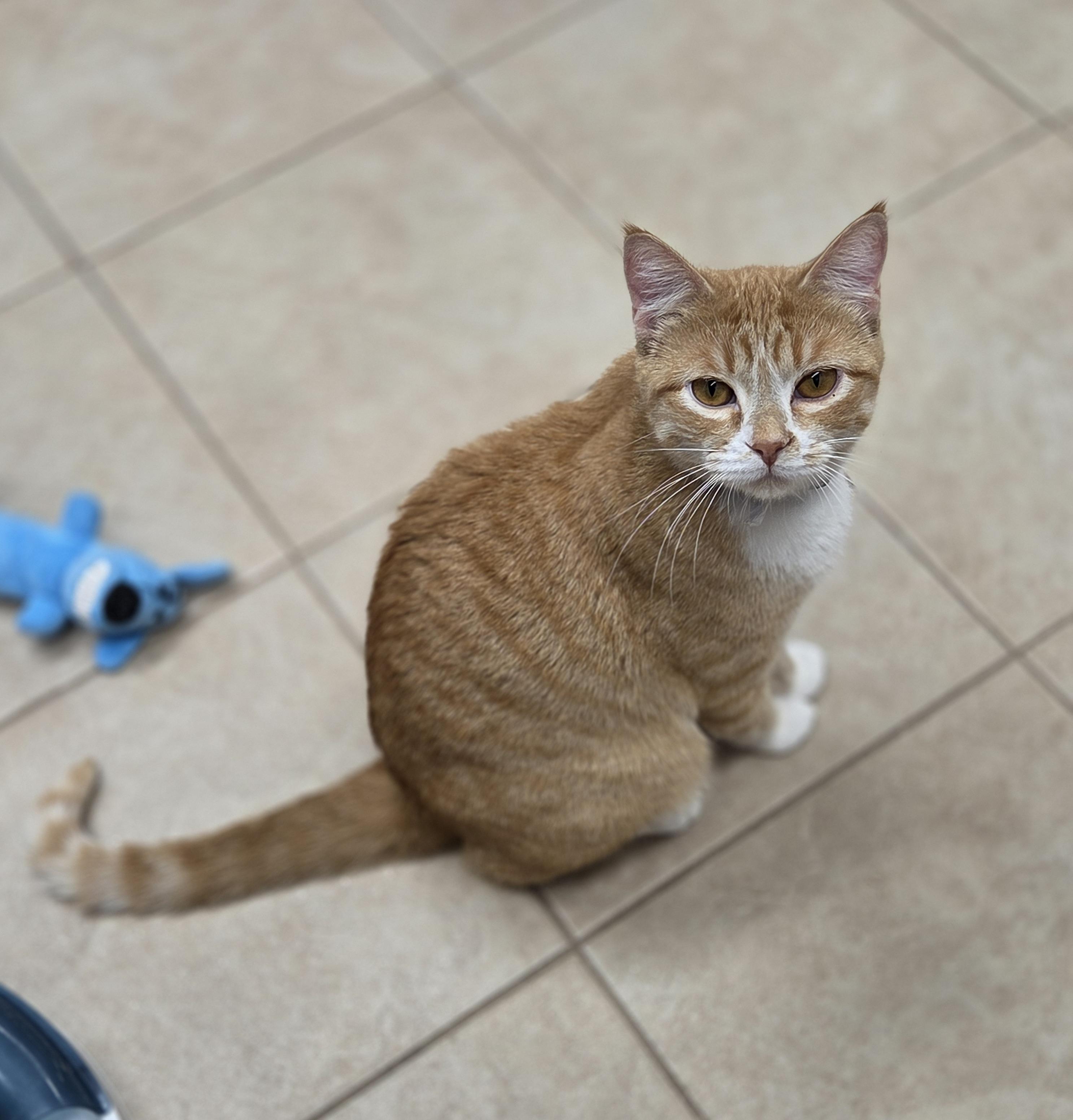 Svenska, an adoptable Domestic Short Hair in Park Rapids, MN, 56470 | Photo Image 1