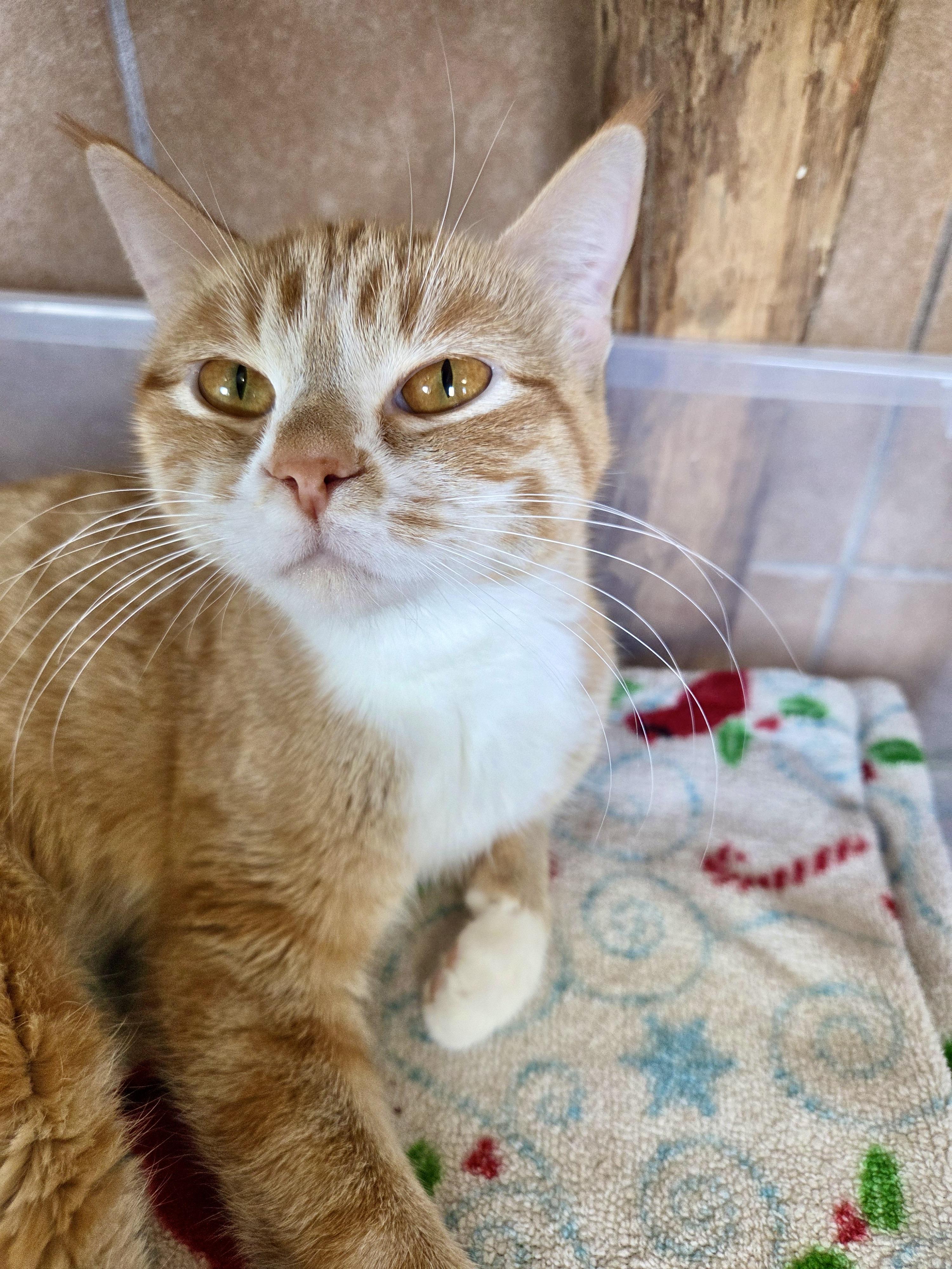 Svenska, an adoptable Domestic Short Hair in Park Rapids, MN, 56470 | Photo Image 2