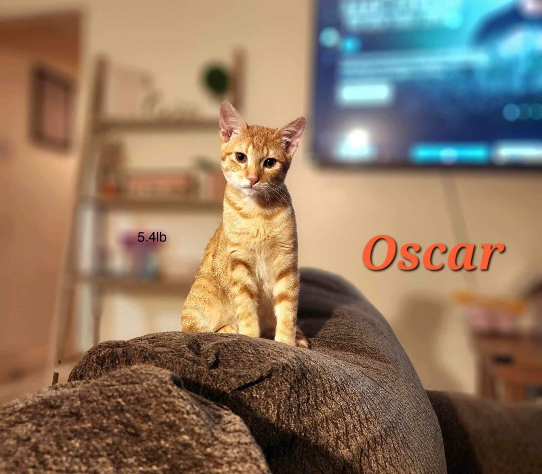 Oscar, Adoptable, Adult Male Domestic Short Hair.