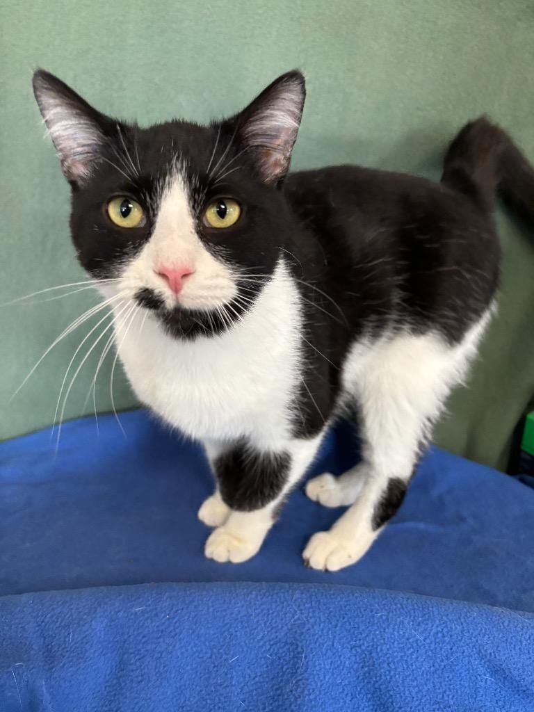 Enlarge Domino, a Adoptable mixed breed in Wabash, IN image 1/2