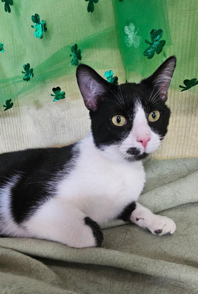 Enlarge Domino, a Adoptable mixed breed in Wabash, IN image 2/2