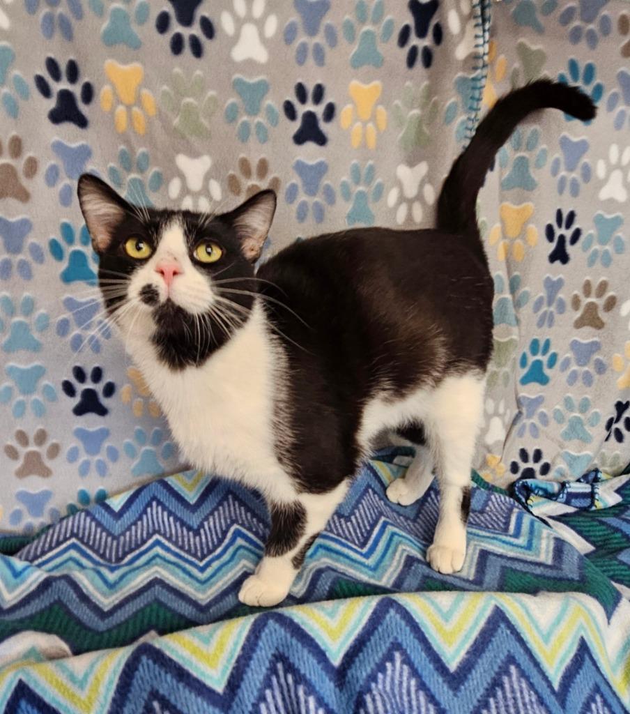 Enlarge Domino, a Adoptable mixed breed in Wabash, IN image 3/3