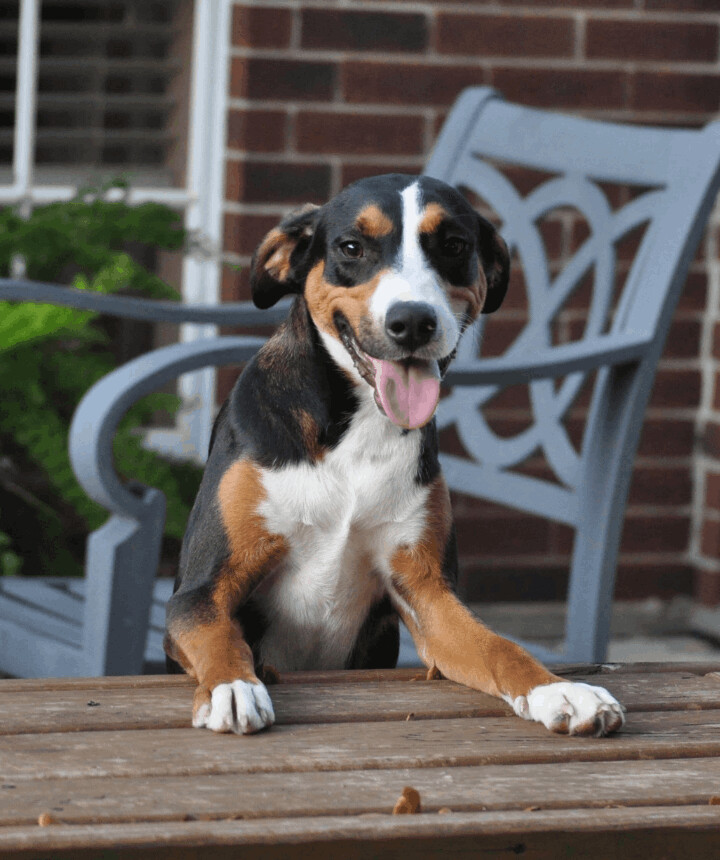 Enlarge Hudson -the Gentle Loving Boy!, a Adoptable mixed breed in Des Moines, IA image 5/6