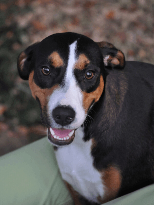 Enlarge Hudson -the Gentle Loving Boy!, a Adoptable mixed breed in Des Moines, IA image 3/6