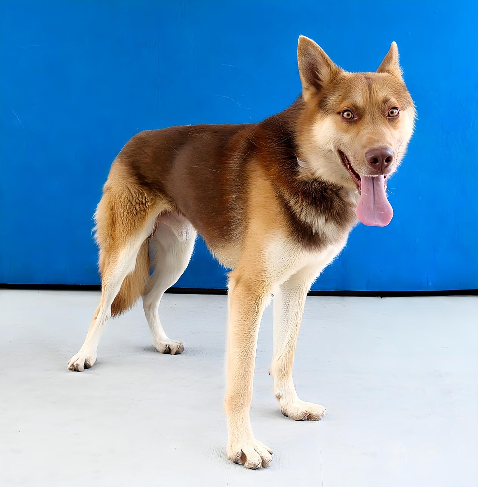 OSO, a Adoptable mixed breed in Pasadena, CA image 1/2