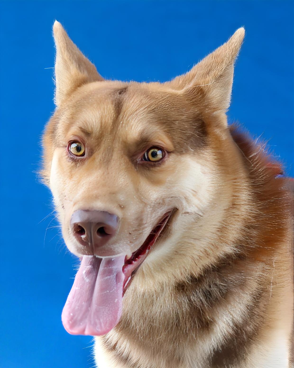 OSO, a Adoptable mixed breed in Pasadena, CA image 2/2
