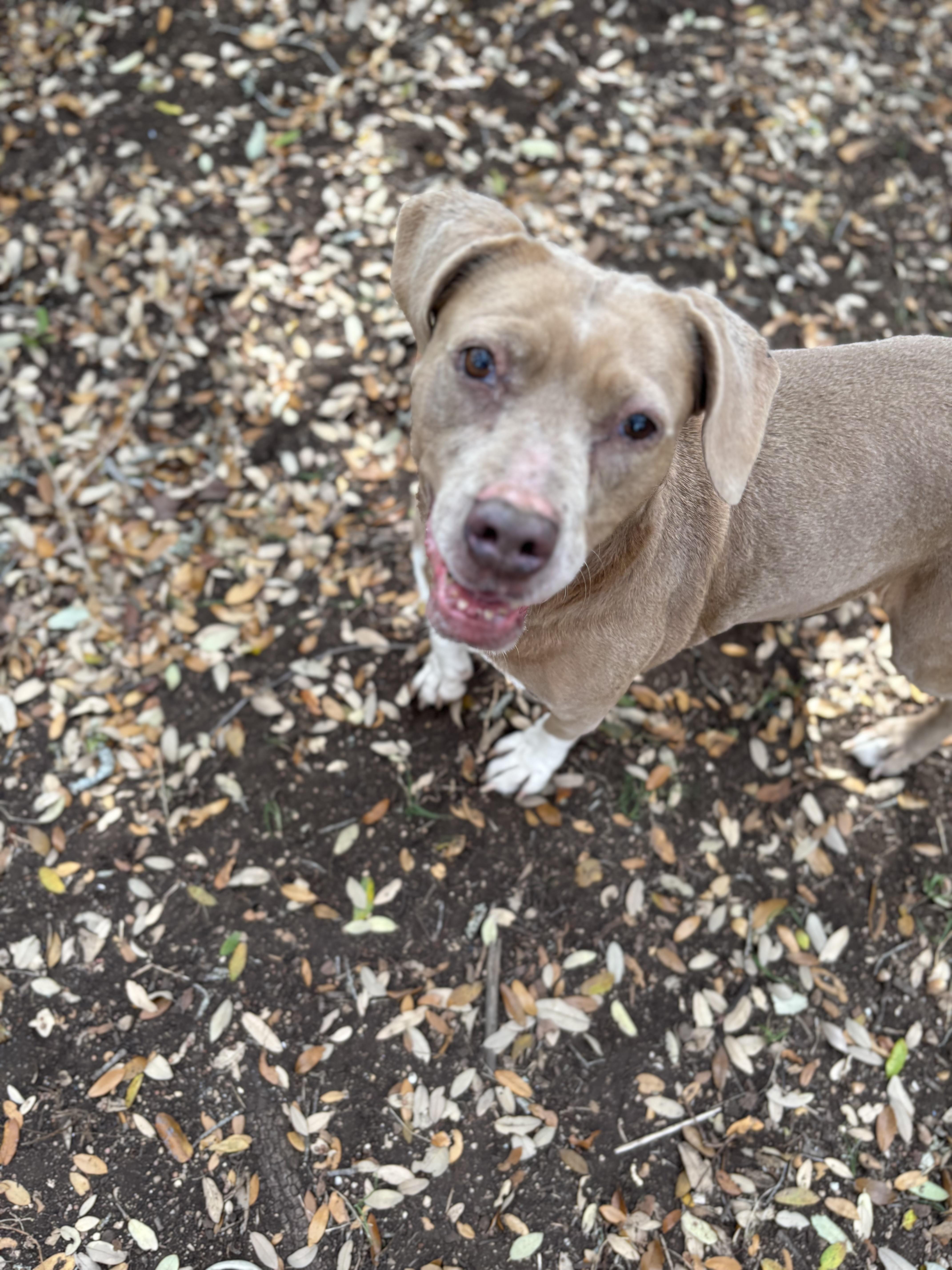 Juno, ADOPTABLE, Adult Female Mixed Breed.