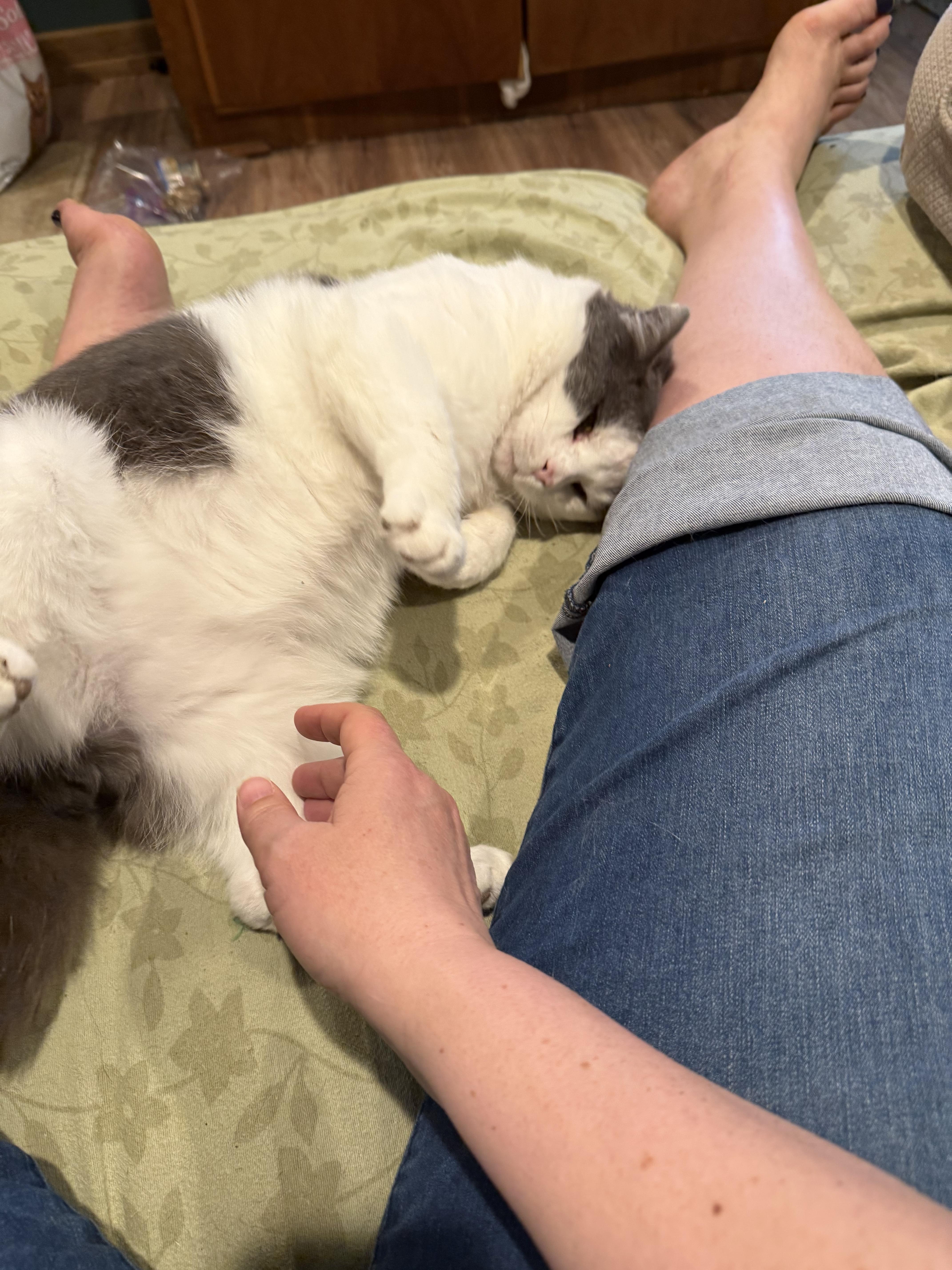 Yeti, a Adoptable Domestic Short Hair in Cincinnati, OH image 3/6
